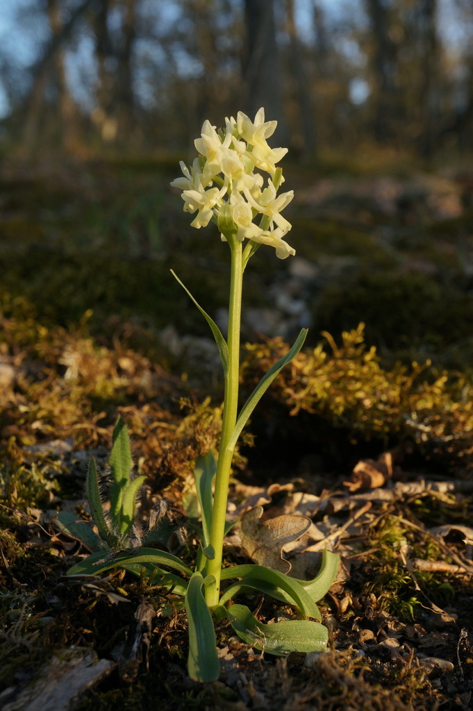 Dactylorhiza romana (Sebast.) Soó