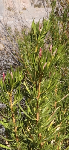 Mutisia orbignyana, photograph 2