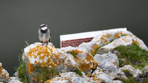 Tibetan Bunting