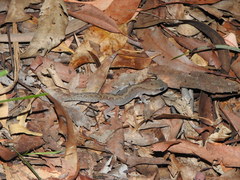 Diplodactylus vittatus