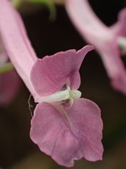 Corydalis decumbens