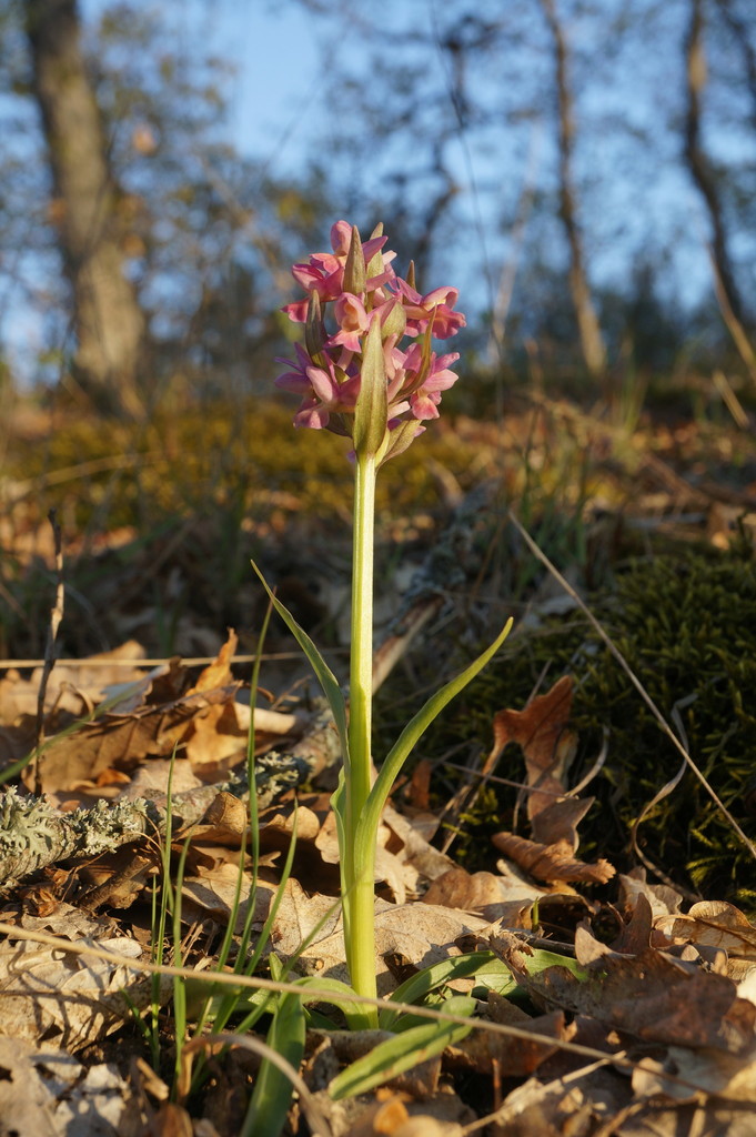 Dactylorhiza romana (Sebast.) Soó 2