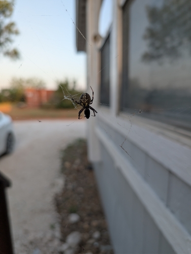 Western Spotted Orbweaver