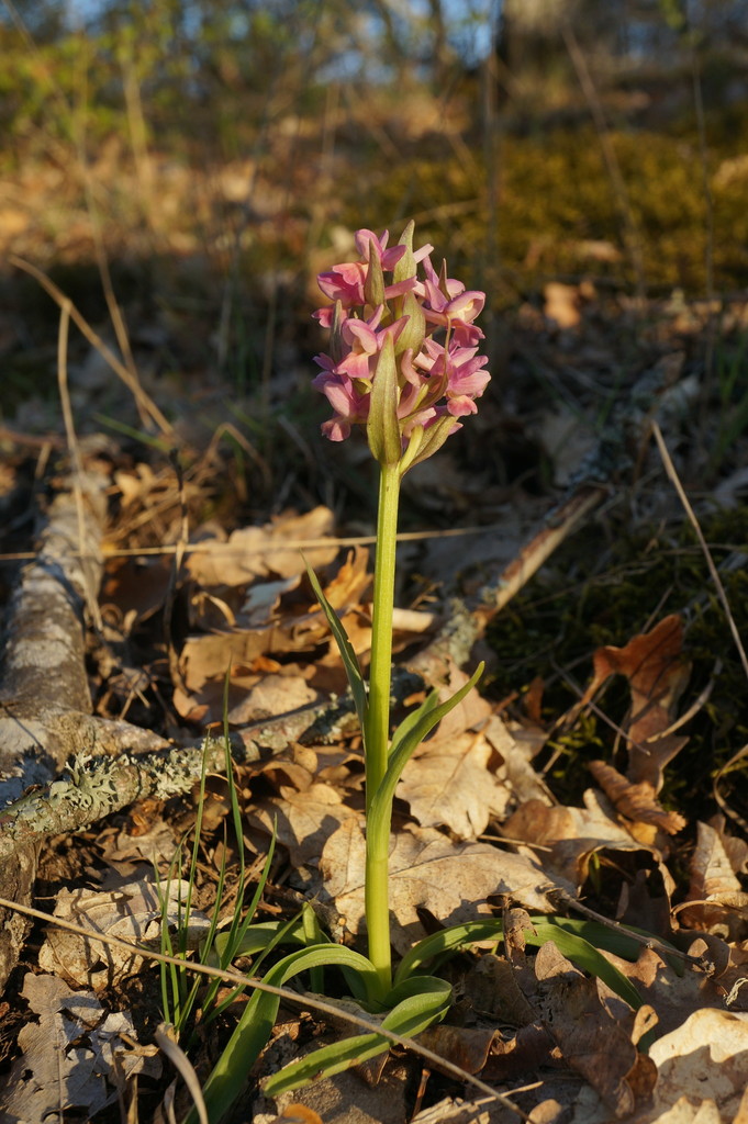 Dactylorhiza romana (Sebast.) Soó 3