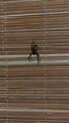 Nephilengys malabarensis