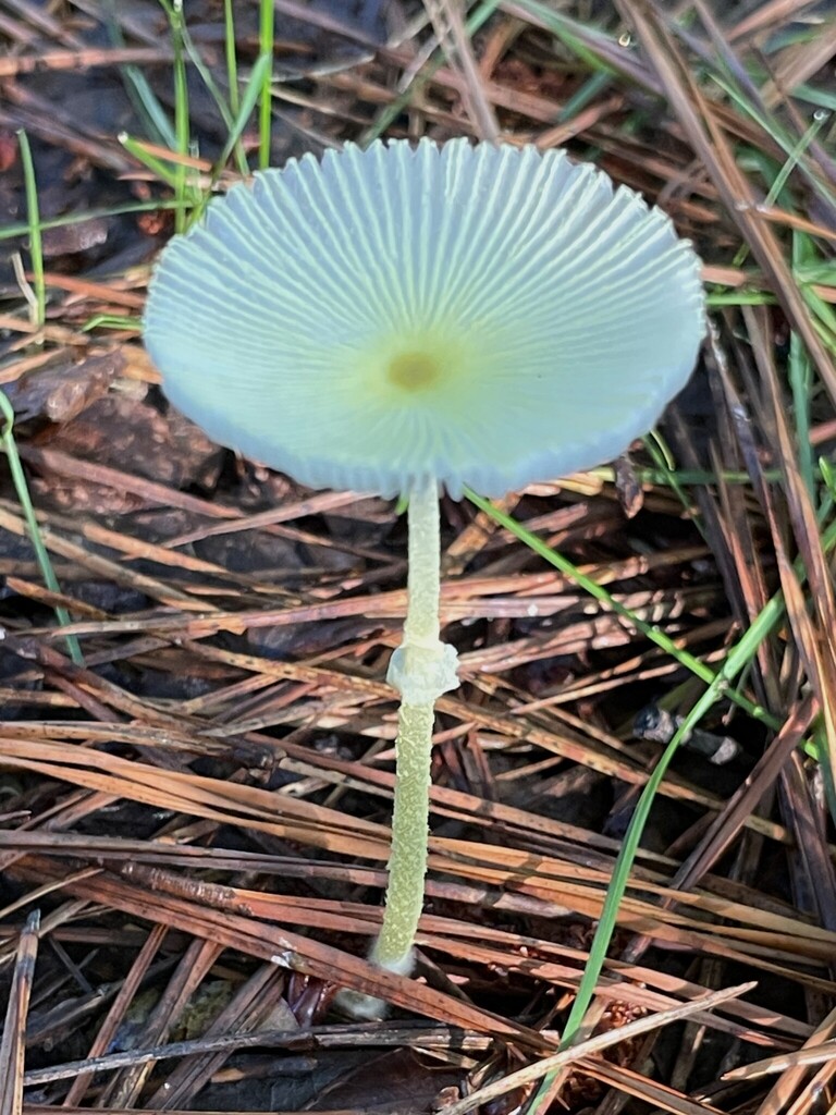 Fragile Dapperling · July 2026 · photo: Photo: (c) Engers, some rights reserved (CC BY) · iNaturalist