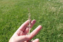 Gamochaeta argyrinea