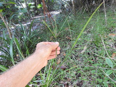 Cyperus tetraphyllus