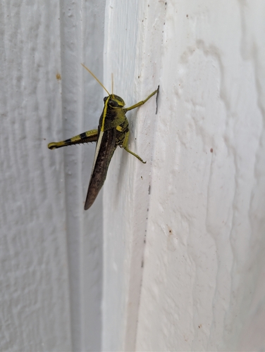 Obscure Bird Grasshopper