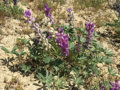 Lupinus albifrons collinus
