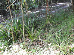 Cyperus tetraphyllus