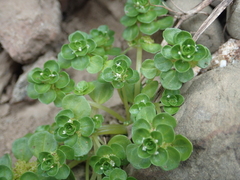 Pilea peploides