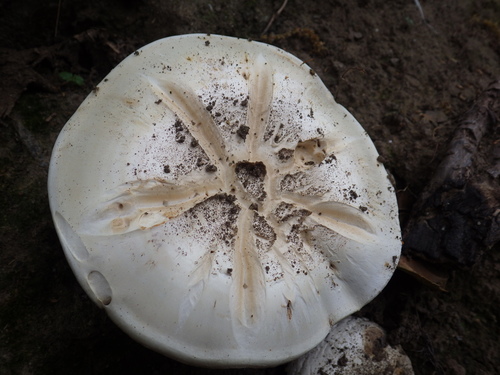 Salt-loving Agaricus