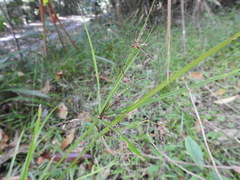 Cyperus tetraphyllus