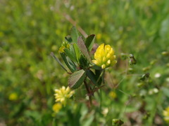 Trifolium dubium