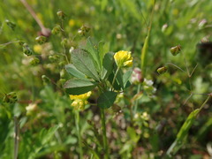 Trifolium dubium