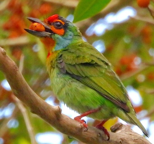 Crimson-fronted Barbet (Psilopogon rubricapillus), photo 4