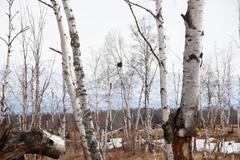 Corvus corax kamtschaticus