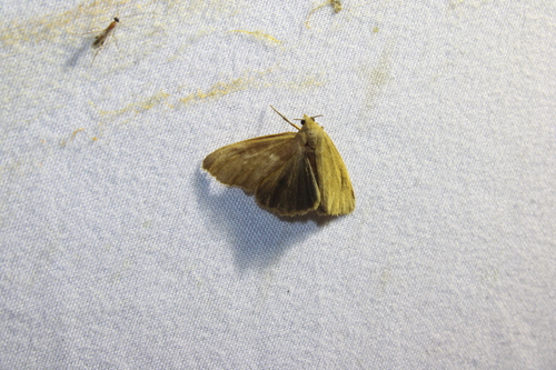 Tawny Virbia Moth photo 4