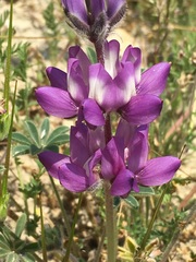 Lupinus albifrons collinus