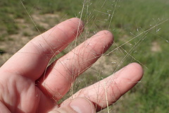 Eragrostis refracta