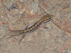 Diplodactylus vittatus