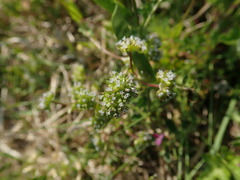 Valerianella locusta