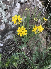 Hippocrepis comosa