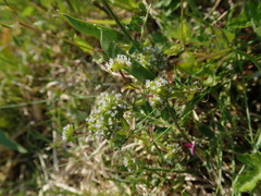 Valerianella locusta
