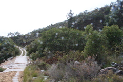Brabejum stellatifolium, photograph (c) Tony Rebelo, some rights reserved (CC BY-SA)