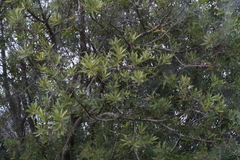 Brabejum stellatifolium, photograph (c) Tony Rebelo, some rights reserved (CC BY-SA)