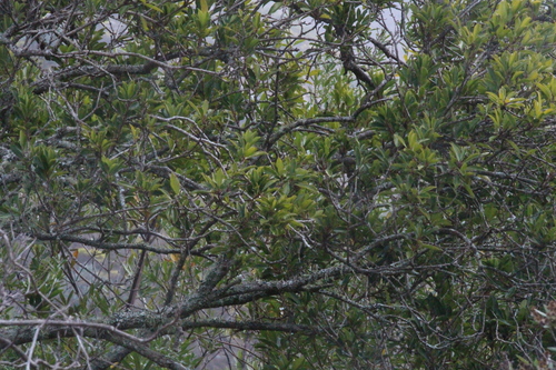 Brachylaena neriifolia, photograph 6