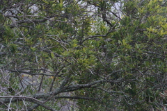Brachylaena neriifolia, photograph (c) Tony Rebelo, some rights reserved (CC BY-SA)