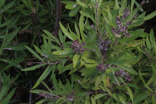 Brachylaena neriifolia, photograph 3