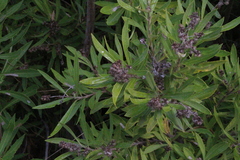 Brachylaena neriifolia, photograph (c) Tony Rebelo, some rights reserved (CC BY-SA)