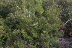 Brachylaena neriifolia, photograph (c) Tony Rebelo, some rights reserved (CC BY-SA)