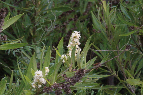 Brachylaena neriifolia, photograph 4