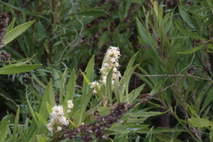 Brachylaena neriifolia, photograph (c) Tony Rebelo, some rights reserved (CC BY-SA)