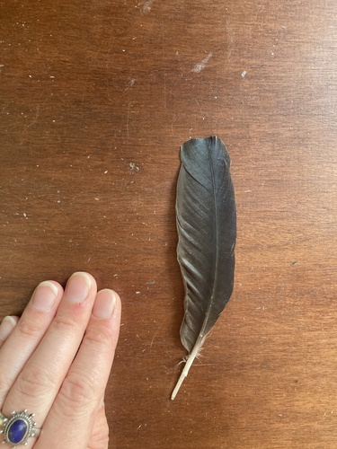 Plume de Choucas des tours