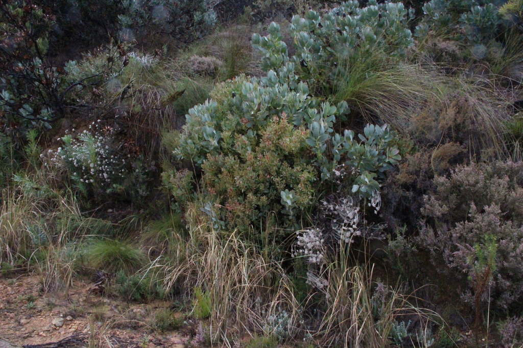 Protea grandiceps; photograph (c) Tony Rebelo, some rights reserved (CC BY-SA)