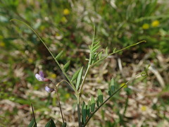 Vicia tetrasperma