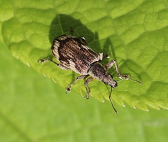 Polydrusus tereticollis