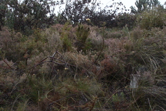 Leucospermum lineare