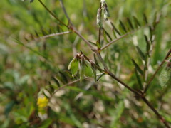 Vicia tetrasperma