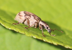 Polydrusus tereticollis