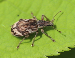 Polydrusus tereticollis