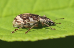 Polydrusus tereticollis