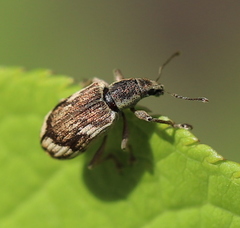 Polydrusus tereticollis