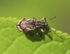 Polydrusus tereticollis