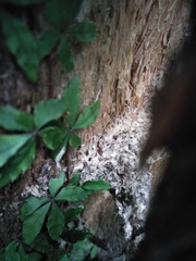 Tetrastigma obtectum